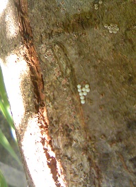 チョウセンアカシジミの卵の写真