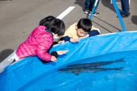 ビニールの水槽に鮭が泳いでいるのを子供たちが眺めている写真