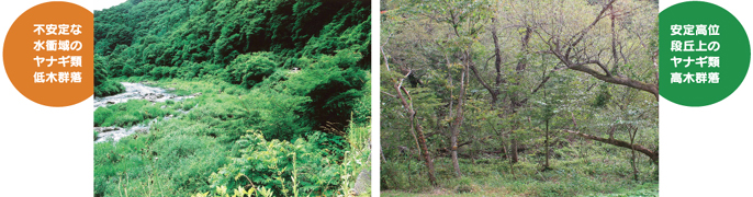 左:山の斜面いっぱいの緑の木々の写真、右:細長い幹をしたヤナギ林の写真