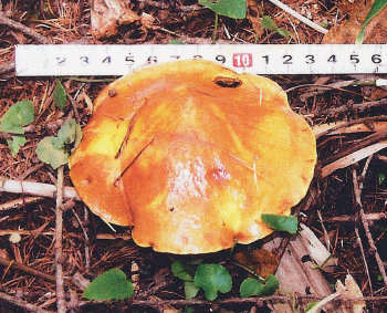 地面に近いところにカサを広げて生える茶色のキノコの写真