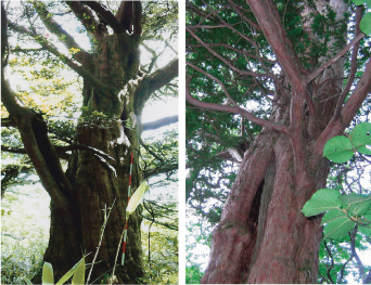 左:大きく育った木がいくつも枝を広げる様子を下から撮影した写真 右:赤褐色の木肌の大きな木がいくつも枝を広げる様子を下から撮影した写真