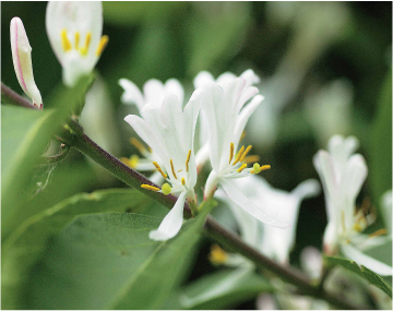 ハナヒョウタンボクの白く細長い花びらをアップで撮影した写真