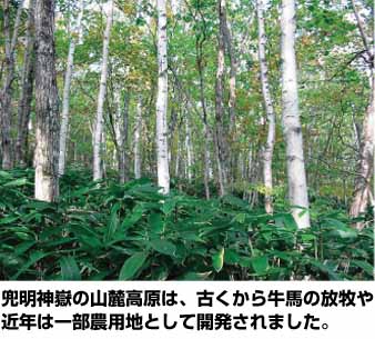 兜明神嶽の山麓高原は、古くから牛馬の放牧や近年は一部農用地として開発されましたという文と幹の細い木々がたくさん生えている写真