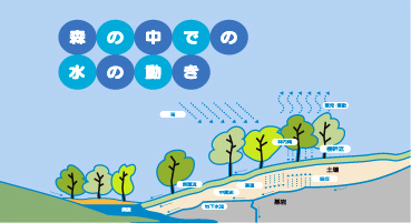 森の中での水の動きを森の断面図と矢印で示したイラスト