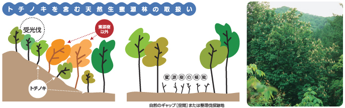 左:トチノキを含む天然生蜜源林の取り扱い方を説明するイラスト右:緑色に茂る木々の写真