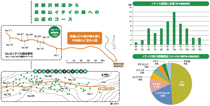 左上:吉部沢林道から高槍山イチイの森への山道のコース図左下:高檜山におけるイチイの分布図右上:直径の大きさで分けたイチイの木の本数を示した棒グラフ右下:イチイの森の樹種構成を示した円グラフ