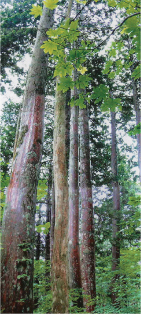 上に向かってまっすぐ伸びる背の高い木々を下から写した写真