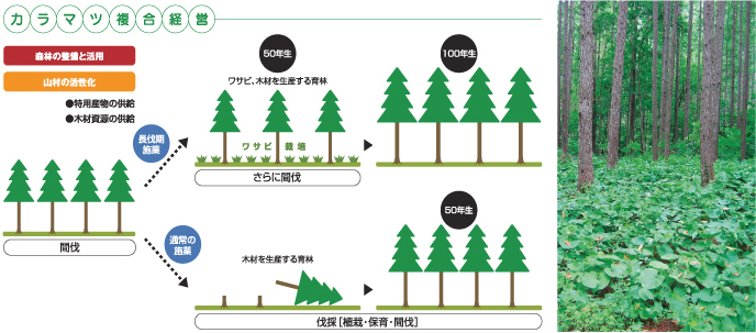 カラマツのみ育成した場合とカラマツとワサビをともに育成した場合の違いを比較したイラストと、まっすぐに伸びた背の高いカラマツの木々の間の地面に植えられた畑ワサビの写真
