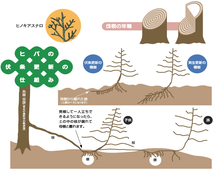 雪の重みで押し下げられ地面に密着したヒバの枝から、あらたに根が出て新しい苗が育ち成長を始めるヒバの伏条更新の仕組みを描き表したイラスト