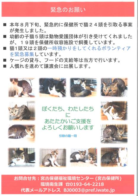 一時預かりボランティア募集チラシ