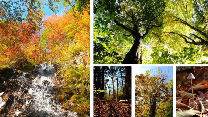 左:紅葉した二神山の樹木の写真、右上:お日様がさしている大きな樹木を下から上に見上げた写真、右下左:土から芽をだした植物をアップで写した写真、右下中:紅葉した太い幹の樹木を写した写真、右下右:枯葉の中の1本の小さなきのこをアップで写した写真