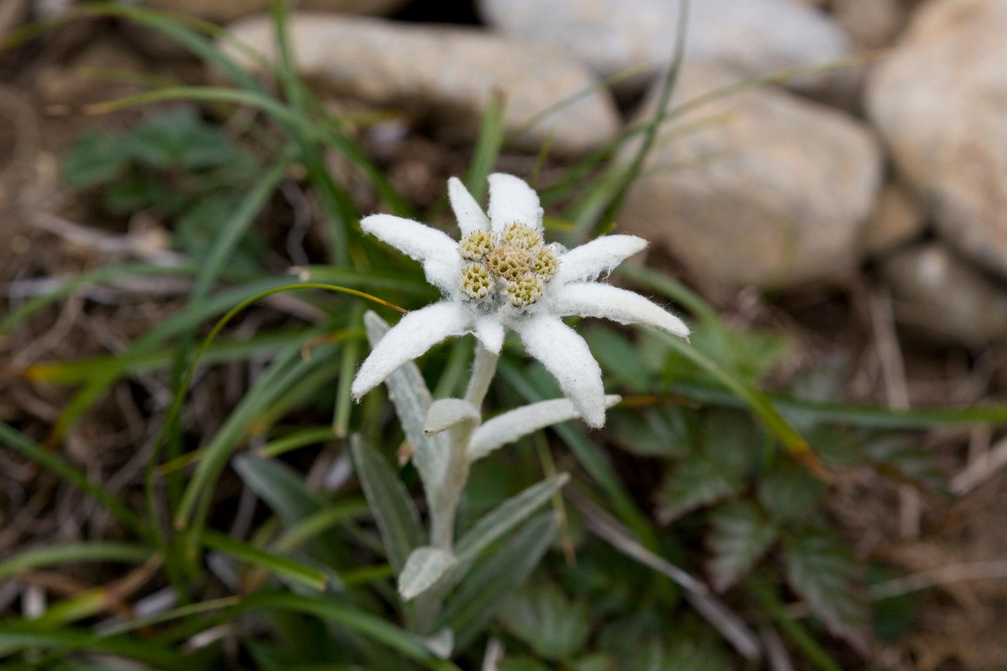 白色の花びらをつけた1輪のハヤチネウスユキソウの花の写真