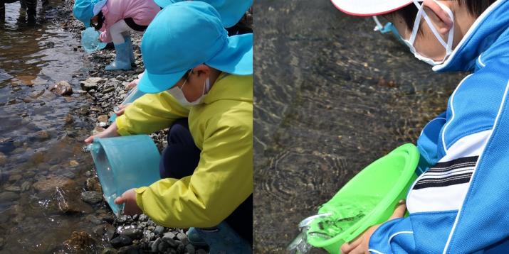 左:水色の帽子を被った児童がバケツに入った鮭の稚魚を川へ放流している様子の写真、右:緑色のバケツから稚魚を放流している男の子の手元をアップで写した写真