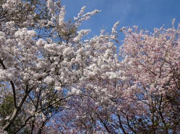 青空と薄ピンク色の桜の花が満開に咲いている写真