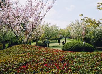 桜、ツツジやシャクナゲが植えられた遊歩道の写真