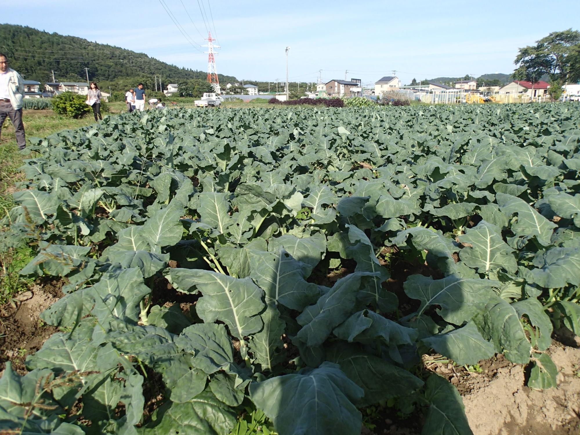 畑にたくさんの緑色の葉野菜が実っている写真
