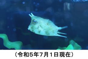 成長し、眼の上や尾ひれに長いトゲを持ったコンゴウフグ(令和5年7月1日現在)の写真