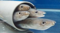 4匹の細長い魚が灰色の管の入り口から競うように顔をのぞかせている写真