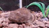 水槽の底にある石の色と同化した1匹の魚が左側を向いている様子をアップで撮影した写真