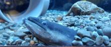 水槽の底の石の中から左向きで顔を覗かせている1匹のうなぎのような魚をアップで撮影した写真