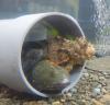 水槽の底に設置されている管の中から3匹の違った種類の魚が顔を覗かせている様子の写真