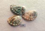 淡い緑とベージュに筋のような模様と縁に装飾のように丸い模様のある3枚の貝殻の写真