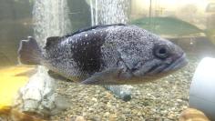 水槽の中にグレーの体に尾の近くに黒い模様がある1匹の魚がとどまっている写真