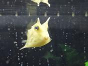 薄い黄色で角があるふぐのような1匹の小さな魚を左側から撮影した写真