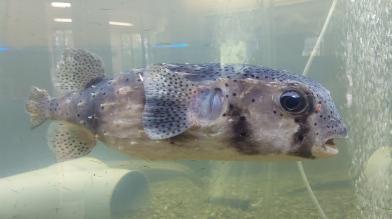 背面が鼠色で目がくるっとしたイシガキフグの写真