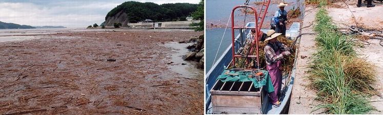 左:海岸近くの水面に浮かぶたくさんの茶色いごみの写真 右:水の上に浮かべた小型の船の上に乗り、ごみの回収作業をする人々の写真