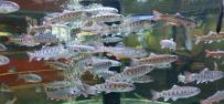 薄い灰色にまだら模様の20匹くらいの魚が上からライトに照らされ右方向に泳いでいる様子の写真