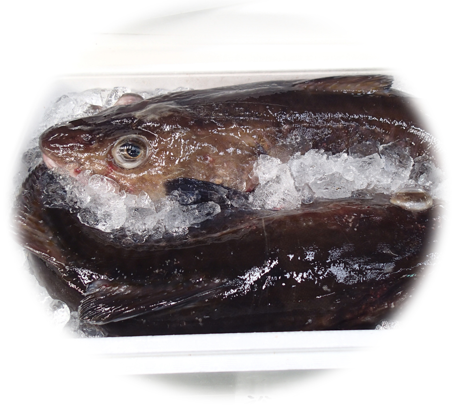 背中が茶色く斑模様の氷締めされたタラの写真