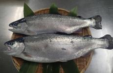平らなかごの上に2尾並べられたトラウトサーモンの写真