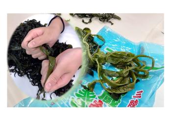 ビニール袋の上に置かれた長いワカメを背景に、長いワカメを両手で二つに裂いている写真