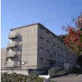 手前に紅葉した木が立っており、4階建て集合住宅の西ヶ丘団地4棟を撮影した写真