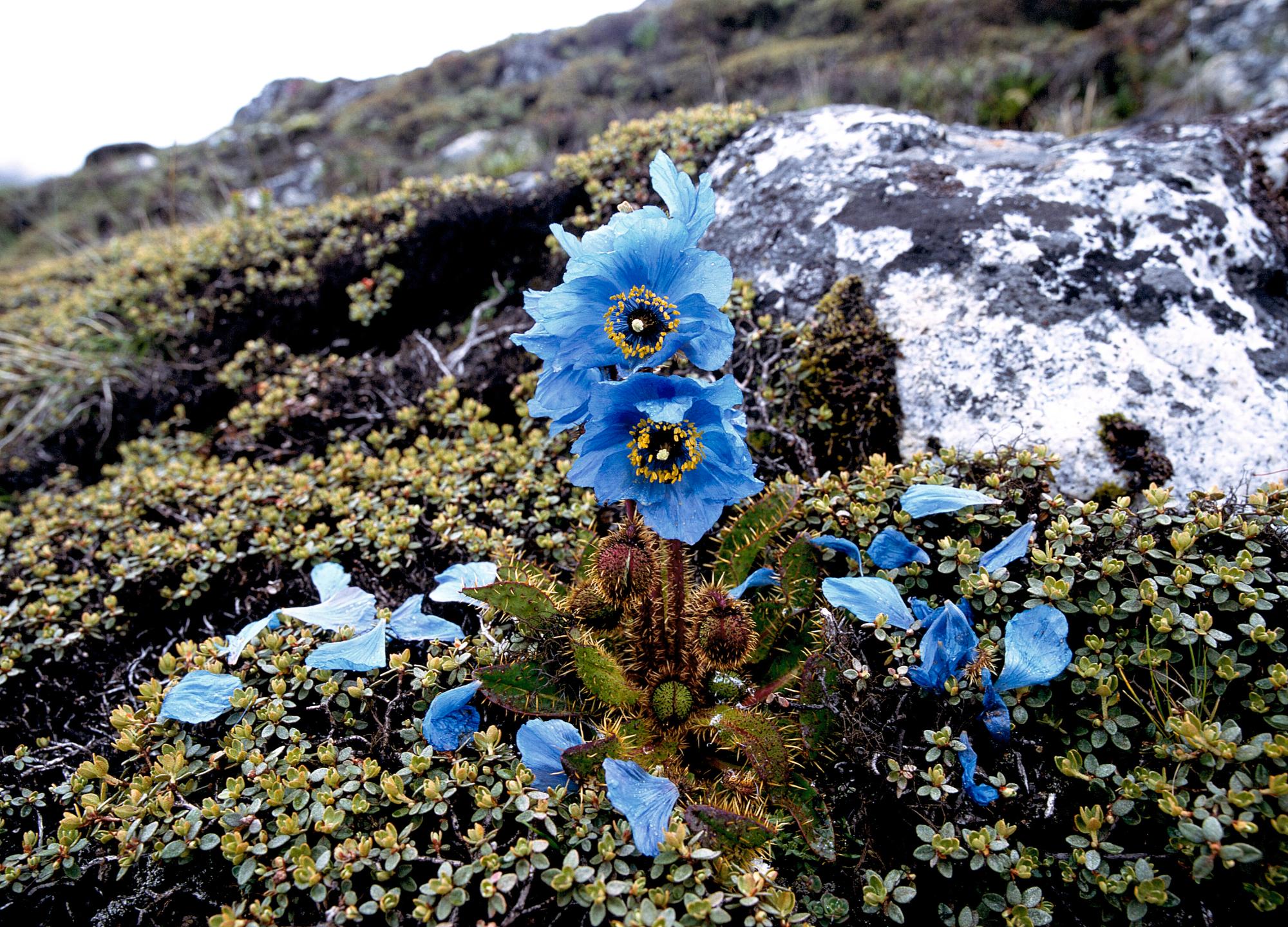 青色の花が咲いている様子をアップで撮影した写真