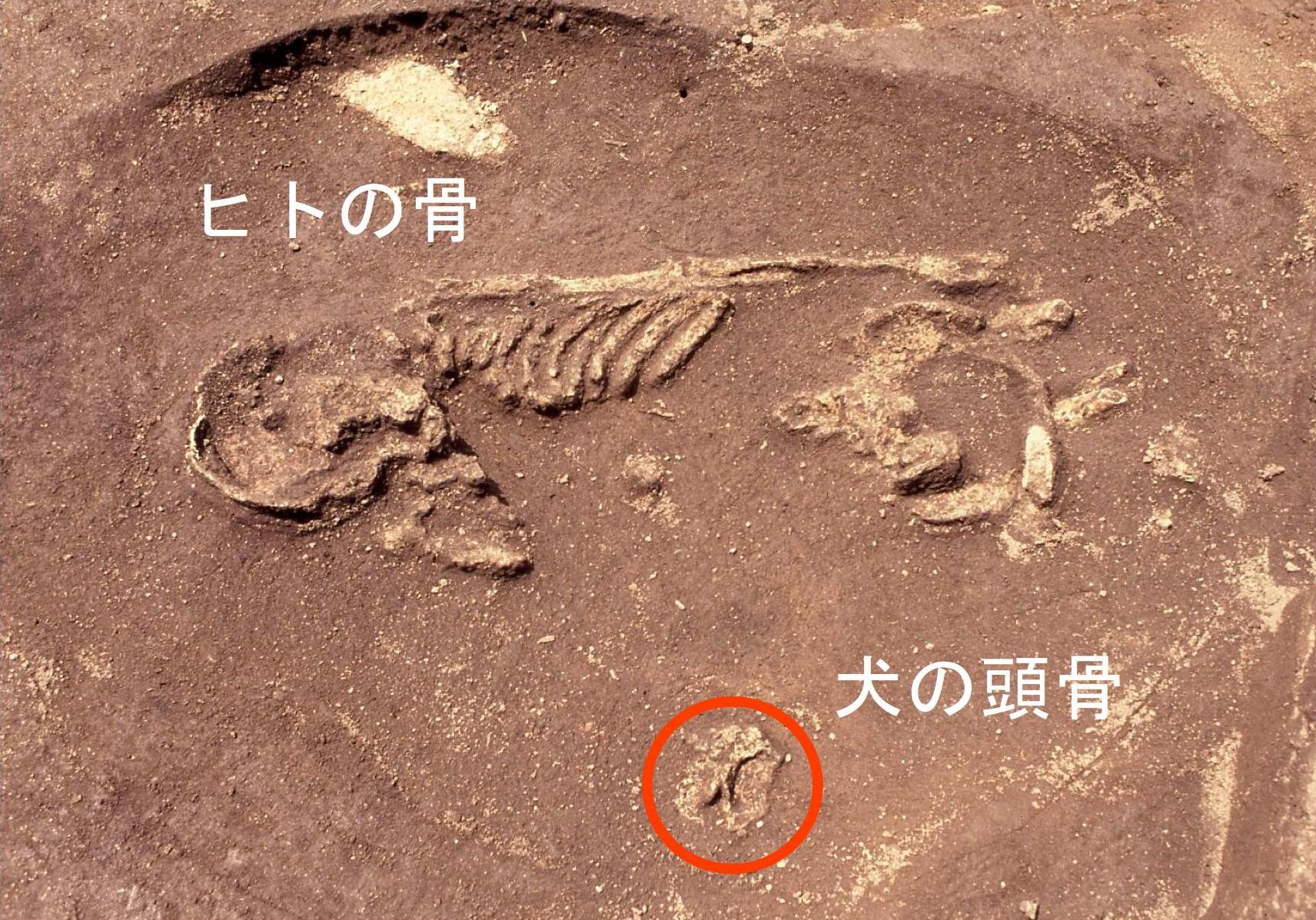 ヒトと犬の合葬墓