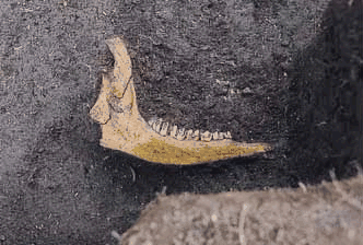 南貝塚の中から発見されたシカの顎の骨を撮影した写真