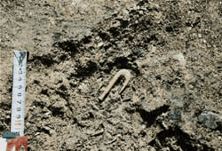 先端が尖っている釣り針が土の上に置かれ、その大きさを測るためにメジャーが置かれいている写真