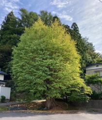 先端から外側の部分が黄色に色づき始めているいちょうの木の写真