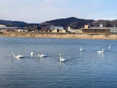 低い山並みに囲まれた場所に民家や建物が立ち、手前の川に7羽の白鳥が泳いでいる写真