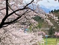 公園の周囲に咲く満開の桜の花の写真