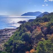 太陽の光で反射した三陸の海の先に半島があり、手前にごつごつした岩場や木々が鬱蒼と茂った小高い山が見える灯台から見渡した景色の写真
