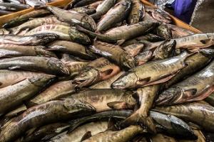 水揚げされた鮭が大量に積み上げられている写真