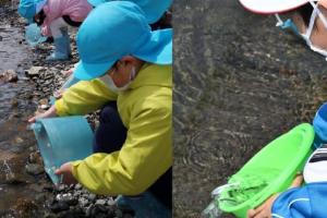 中央で二分割された、左側に水色のバケツで右側に緑色のバケツから、鮭の稚魚を川に放流している子どもの写真