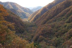 僅かに色づいたもみじの木が中央にある渓谷とその左右の山に生い茂っている写真