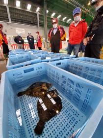 市長と魚市場の方々が市場に多く置かれた青のプラスチック製のケースに入っているホシガレイを見ている写真