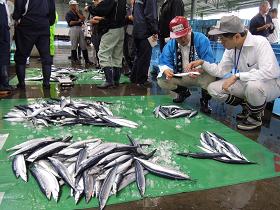 水揚げされた山盛りのサンマがシートに置かれており、水産業者がしゃがんで話をしている写真