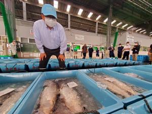 氷水が張られた青いコンテナに入れられた宮古トラウトサーモンを、中腰になって太ももに両手を置き見つめている市長の写真