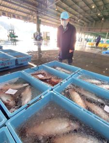 水揚げされたサーモンが氷水が張られた青いカゴの中に入れられ、いくつも並んだその箱を見る市長の写真